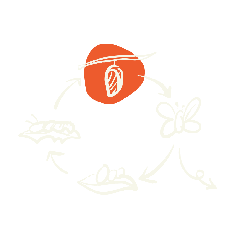 The same image as above repeated, but this time the cocoon is highlighted with a orange background.