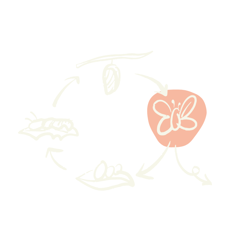 The same image as above repeated, but this time the butterfly is highlighted with a pink background.