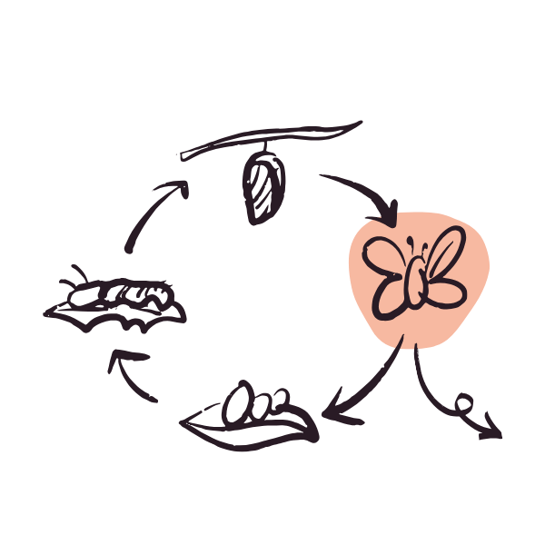 The same image as above repeated, but this time the butterfly is highlighted with a pink background.