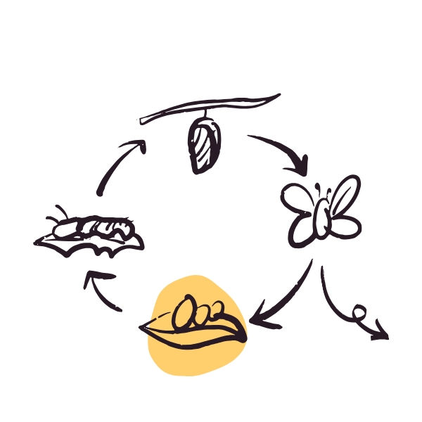 A hand drawn illustration showing the cycle of a butterfly from egg to caterpillar to cocoon and butterfly. The eggs are highlighted with a yellow background.