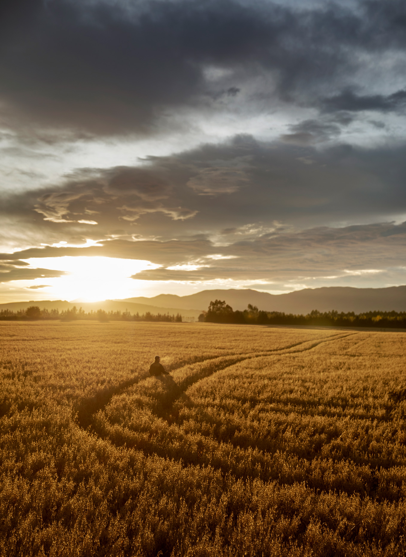Professional photography, field of oats at sunset