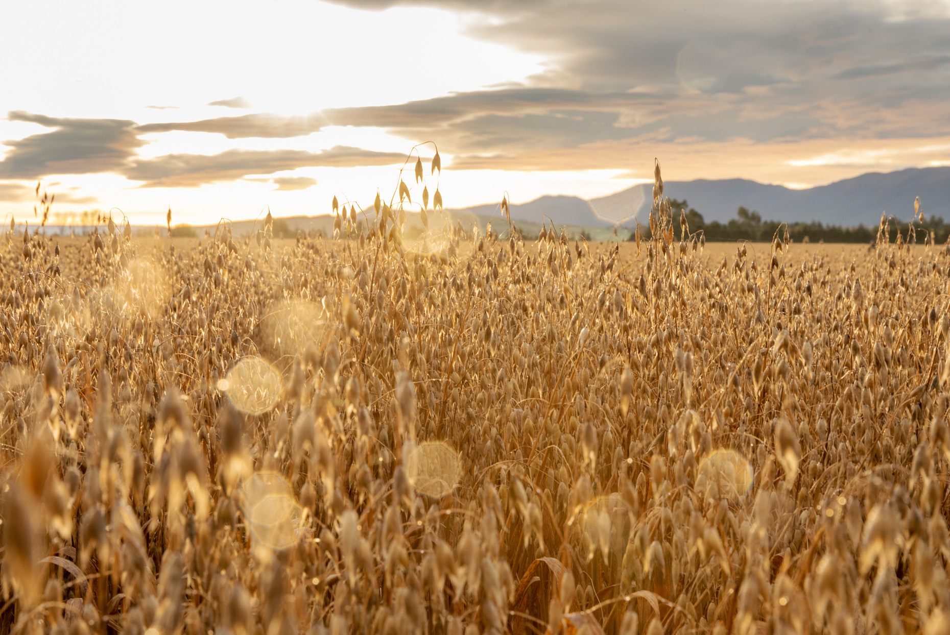 Commercial photography, farm field agriculture