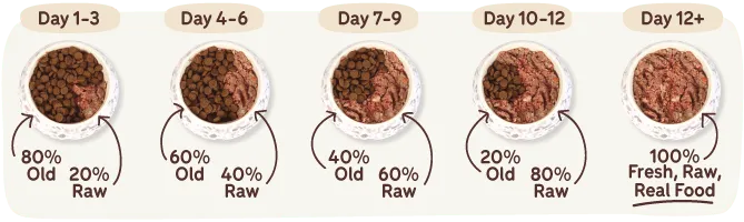 Pet food transition guide showing gradual increase of raw food and decrease of old food in five stages from Day 1-3 to Day 12+, ending with 100% fresh raw real food.