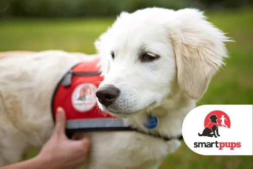 White dog wearing a red service vest with a person adjusting it outdoors.