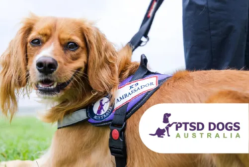 Brown dog wearing a K9 Ambassador harness standing beside a person in dark pants, with the PTSD Dogs Australia logo visible.