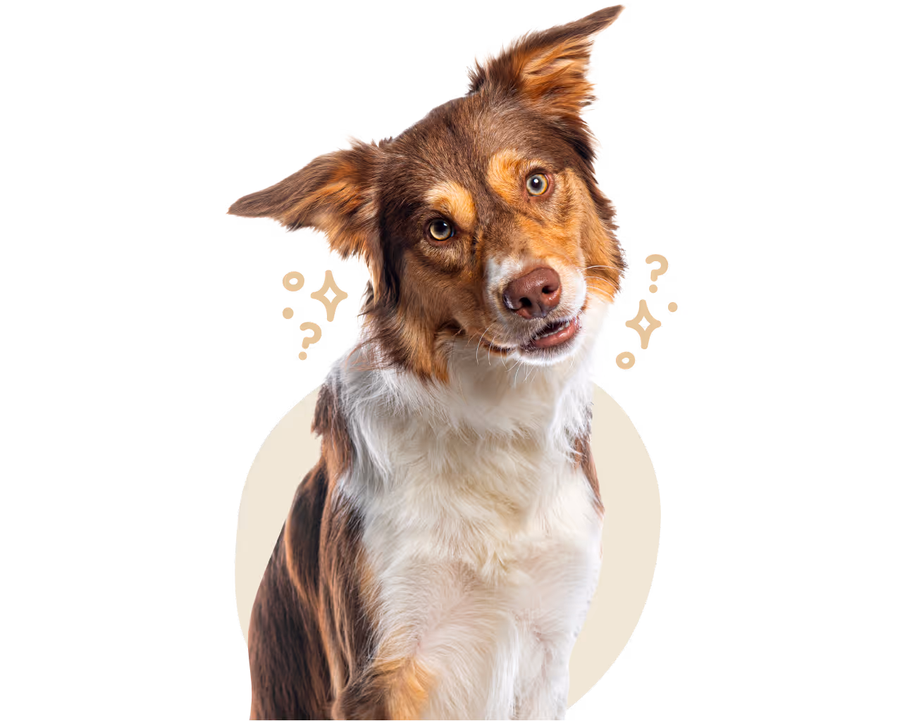Brown and white dog tilting its head with curious expression and small question marks around.