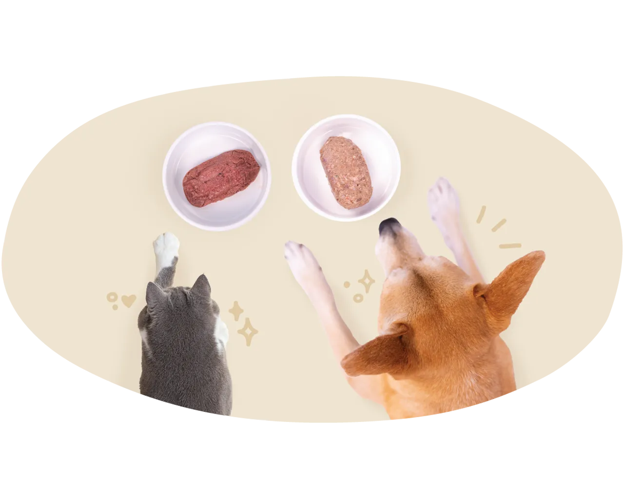 Top view of a gray and white cat and a brown dog sitting side by side, each with a bowl of Big Dog Pet Food in front of them.