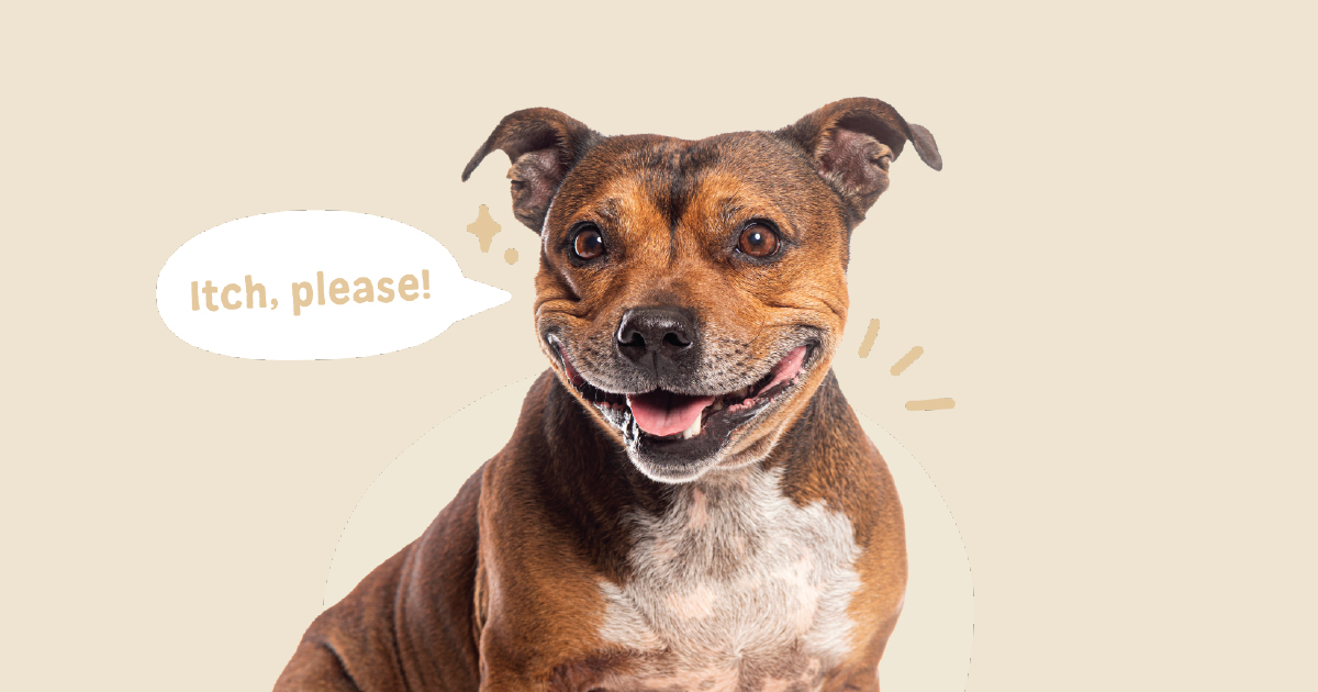 Smiling brown and white dog with a speech bubble saying 'Itch, please!' on beige background.