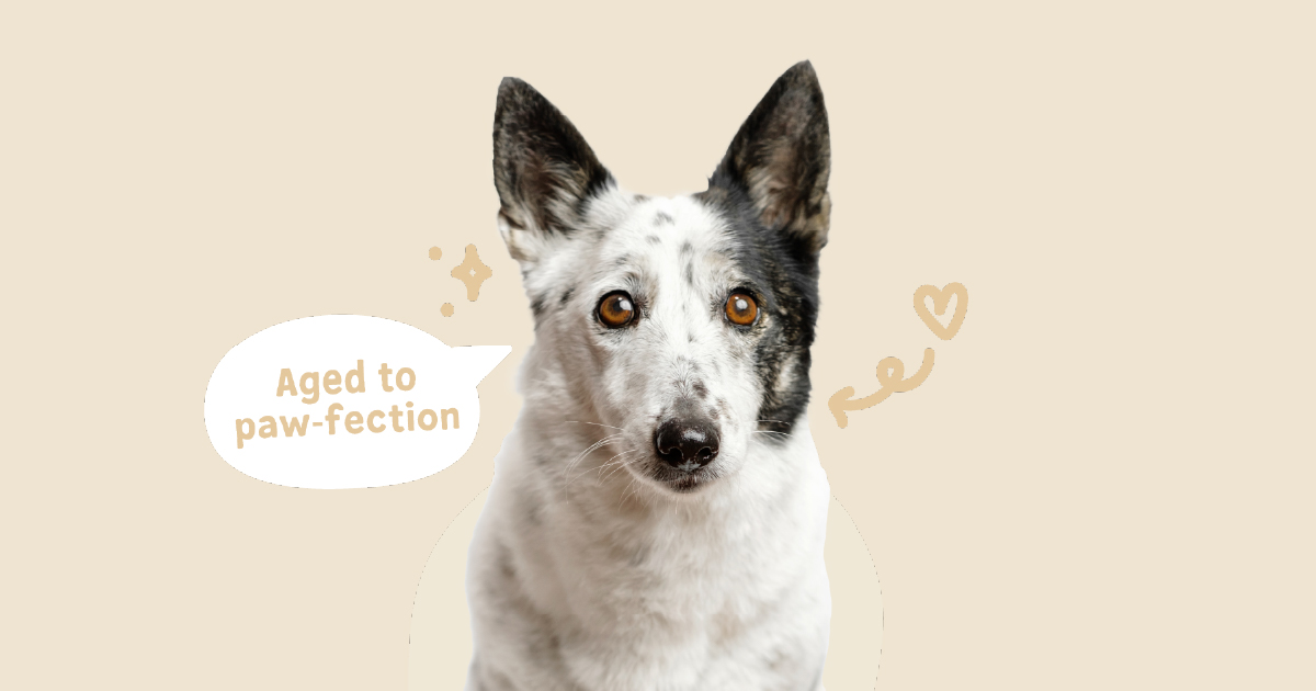 White and black dog with amber eyes on beige background with text bubble saying 'Aged to paw-fection'.