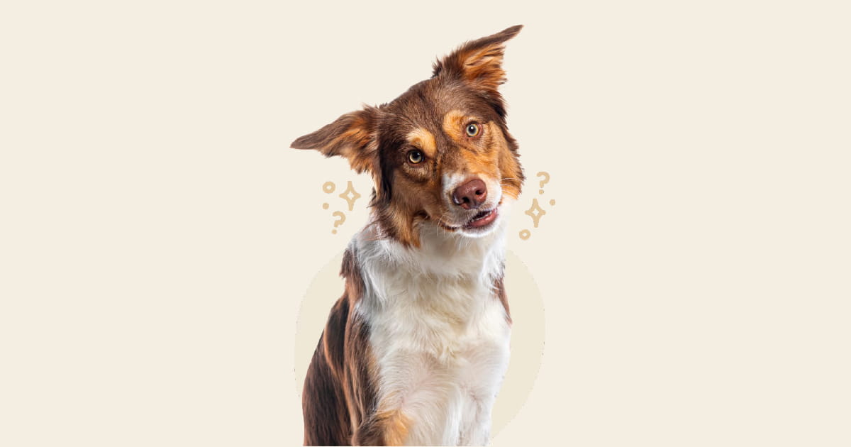 Brown and white dog tilting its head with question marks and sparkles on a beige background.