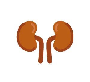Icon of kidneys