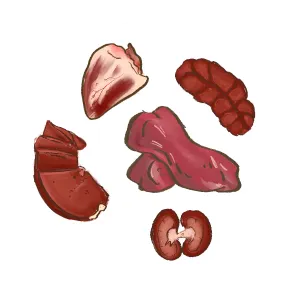 Illustration cluster of offal including heart, liver, tongue, kidney and spleen