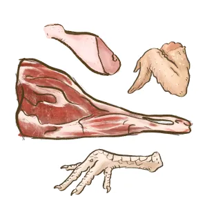 Illustration cluster of raw meaty bones including chicken foot, goat leg, turkey wing and chicken drumstick