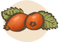 Illustration of rosehip