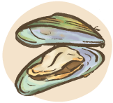 Illustration of green-lipped mussels