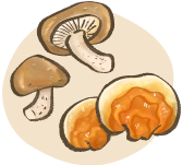 Illustration of medicinal mushrooms