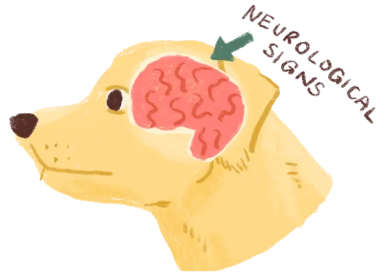 Illustration of dog brain
