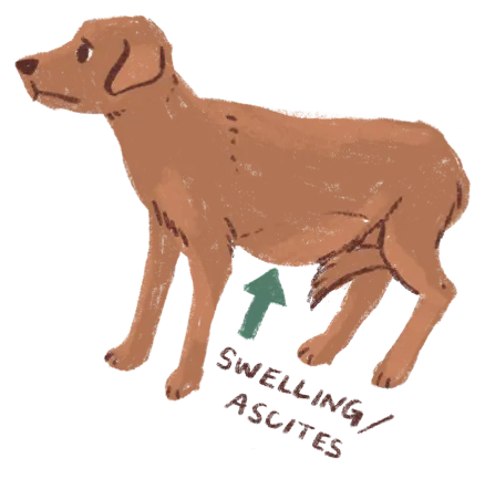 Illustration of brown dog with swollen abdomen