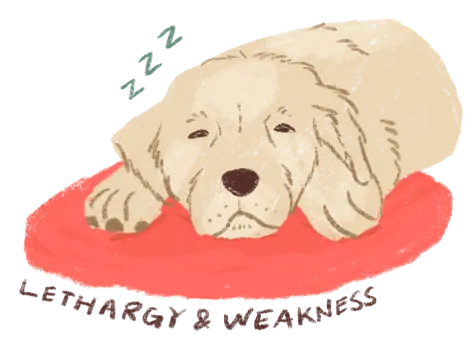Illustration of a golden breed dog sleeping