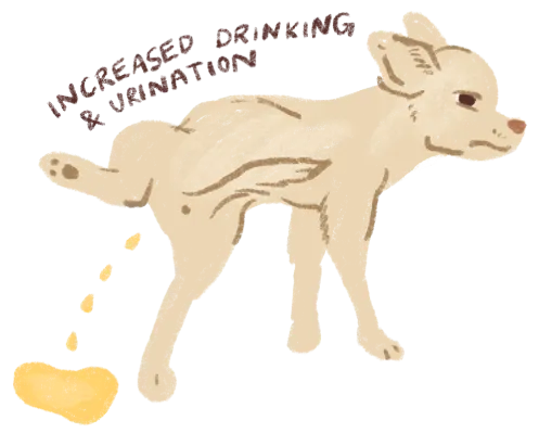 Illustration of small tan dog urinating
