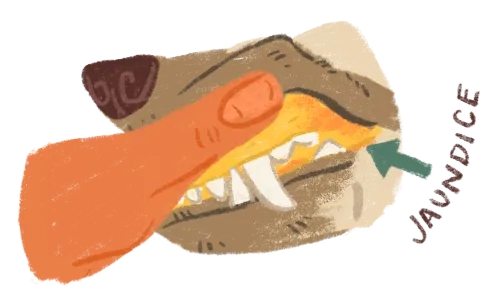 Illustration of yellowed canine gums showing signs of jaundice