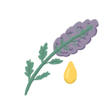 Illustration of lavender flower with oil droplet of essential oils for aromatherapy