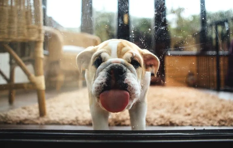 Puppy licking window - probably taking in bacteria.