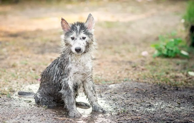 Husky puppy covered in mud from playing in the garden.