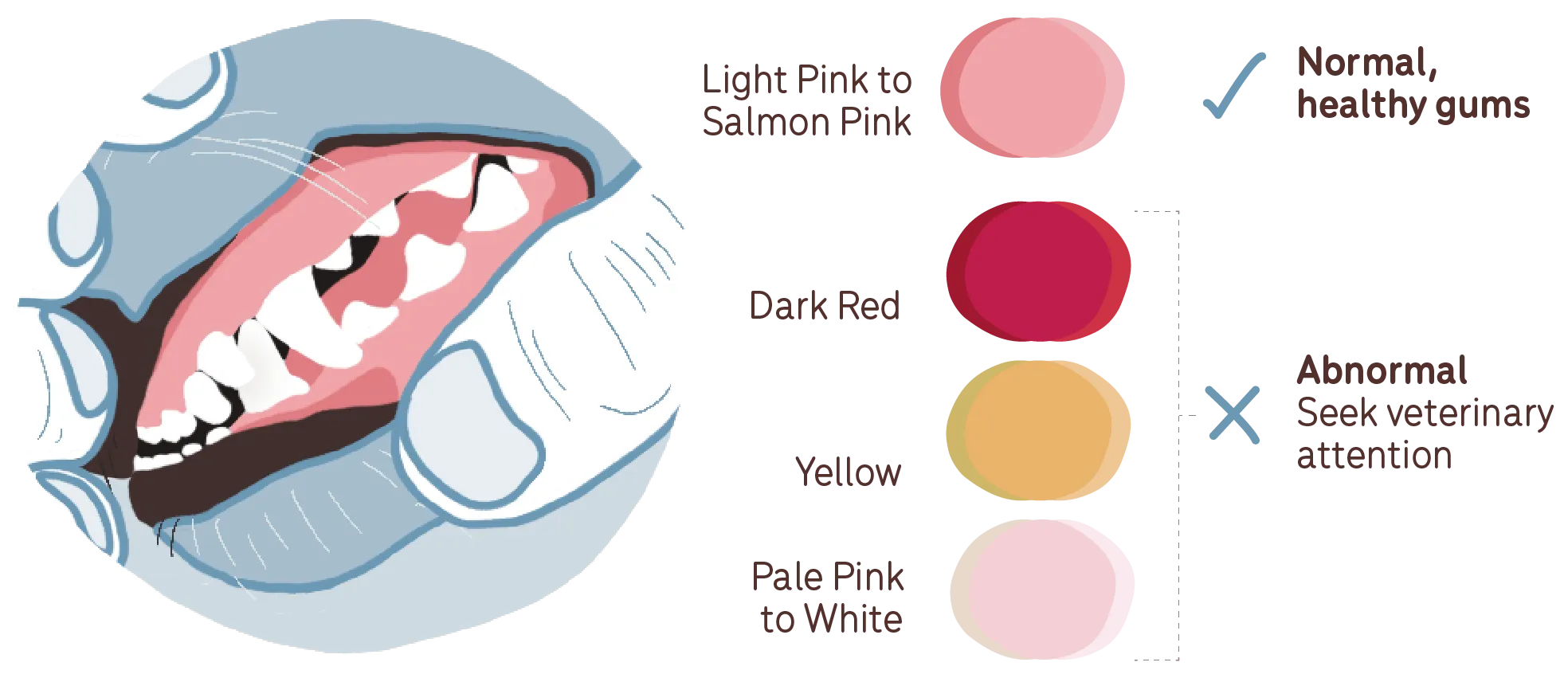 guide to gum colour in dogs