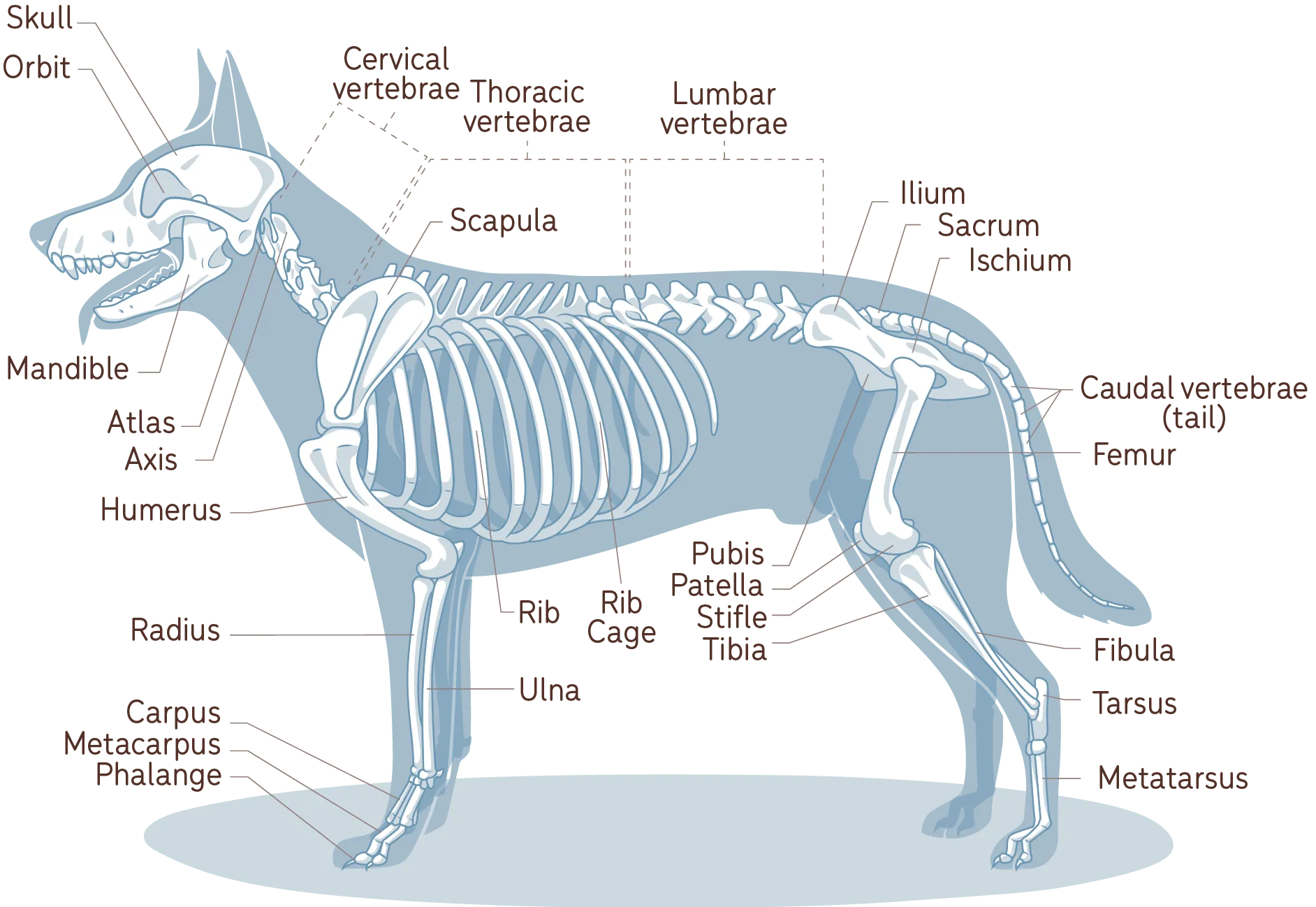 a diagram of basic dog anatomy - learn your dog's "normal"