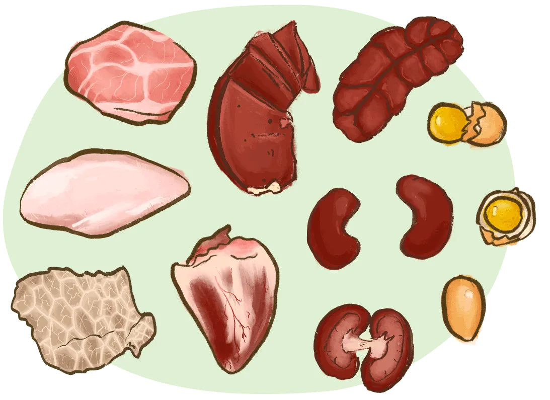 illustration of animal protein sources