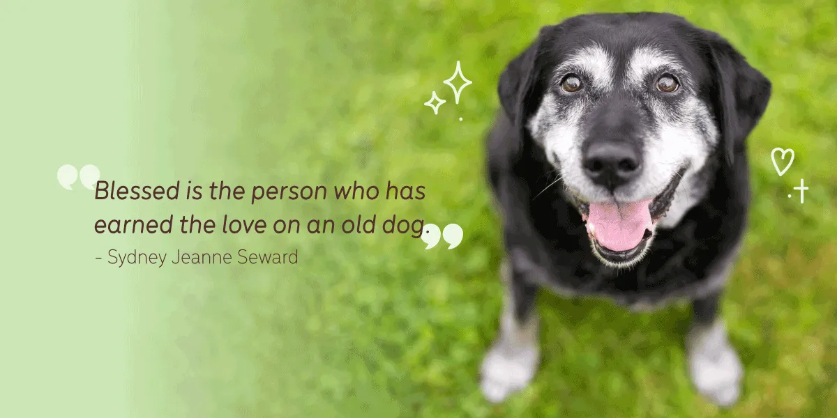 happy old dog with quote
