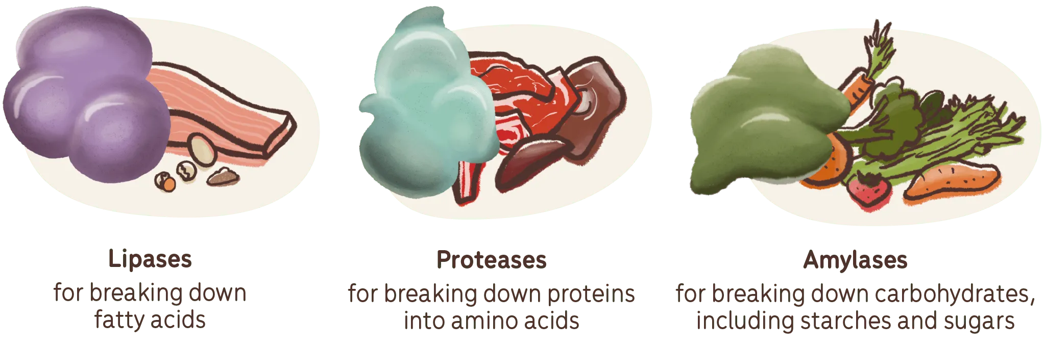 digestive enzymes - lipases proteases amylases