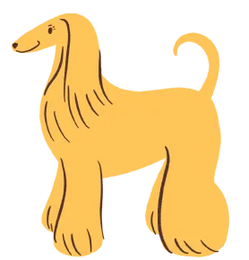 afghan hound