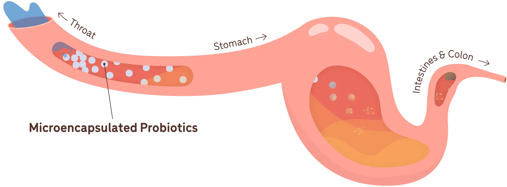 the journey of probiotics through the digestive system