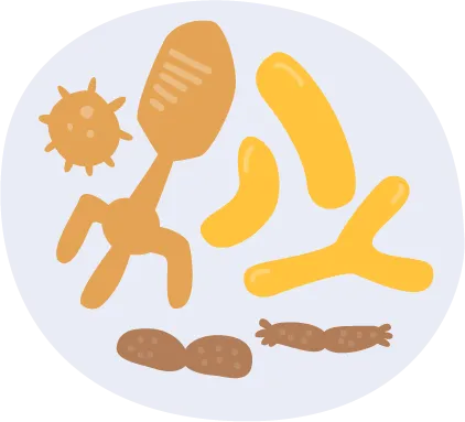 number and variety of strains of good bacteria