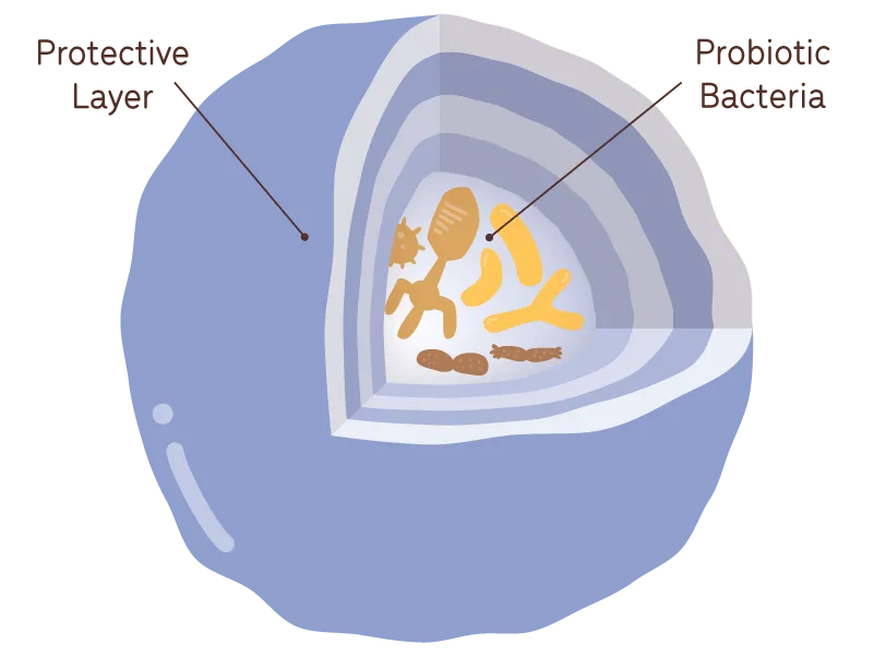 microencapsulation diagram