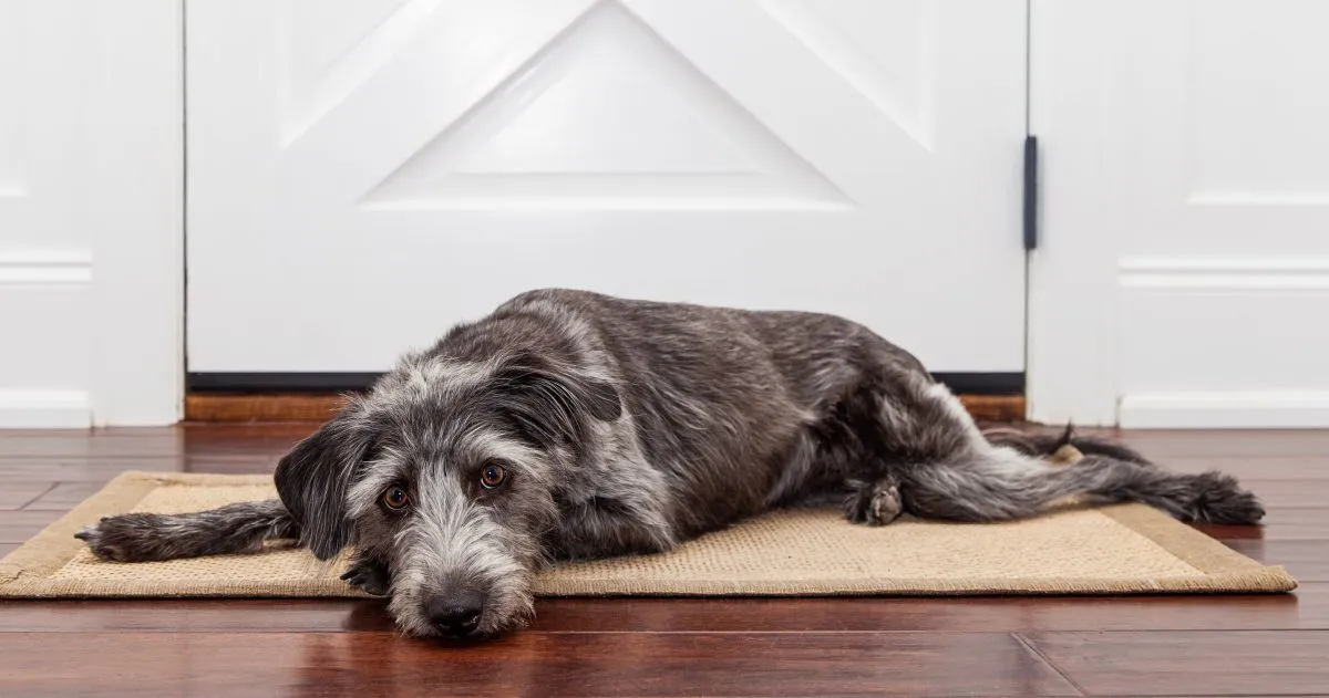 Dog waiting at door
