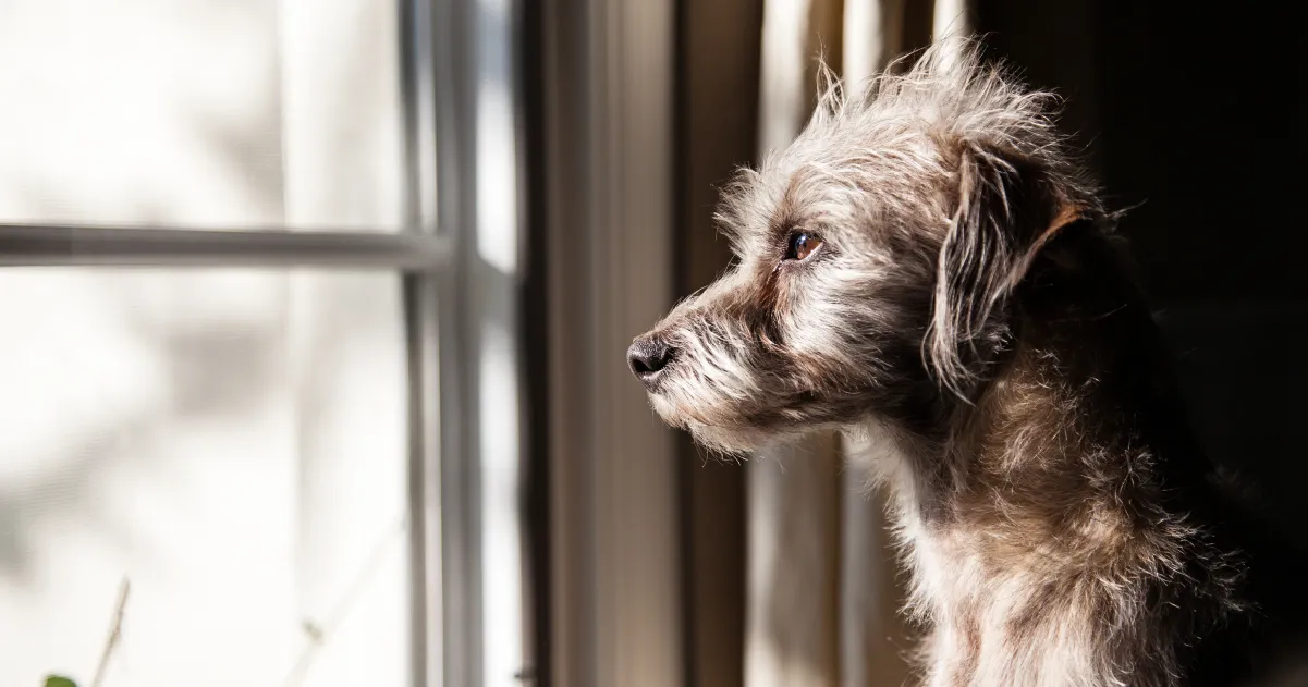 Sad dog looking out of window