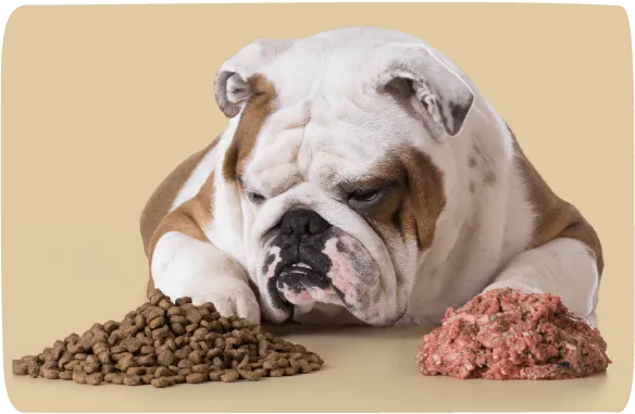 an image of a bulldog looking at processed kibble vs. raw food