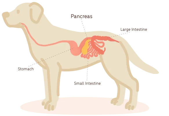 an illustration of the pancreas inside a dog
