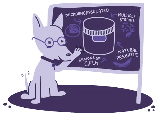 An illustration of a dog pointing to the benefits of the Stress and Anxiety Probiotic on a black board.