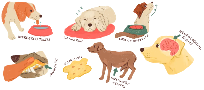 clinical signs of liver disease it pets