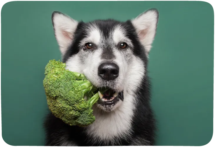 husky with broccoli