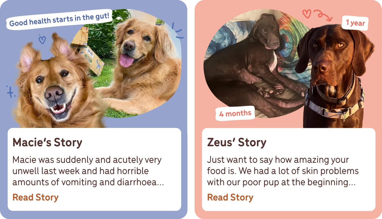 Life-changing Big Dog Pet Foods stories