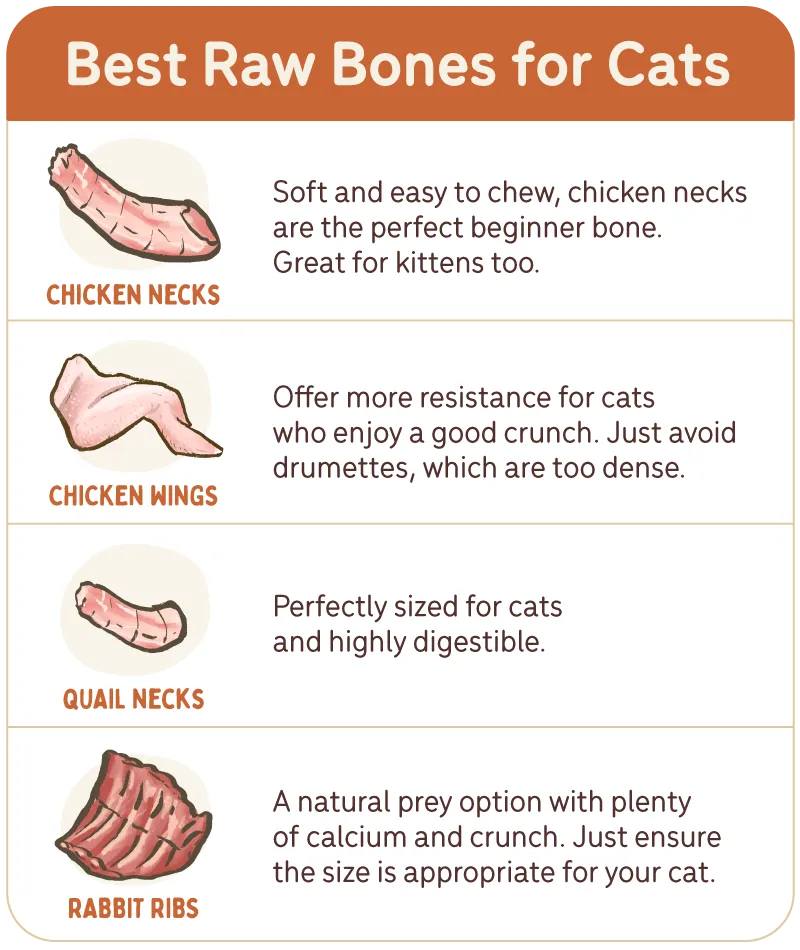 Top picks: Chicken Necks Soft and easy to chew, chicken necks are the perfect beginner bone. Great for kittens too. Chicken Wing Tips or Mid-Sections Offer more resistance for cats who enjoy a good crunch. Just avoid drumettes, which are too dense. Quail Necks or Frames Perfectly sized for cats and highly digestible. Rabbit Ribs  A natural prey option with plenty of calcium and crunch. Just ensure the size is appropriate for your cat.