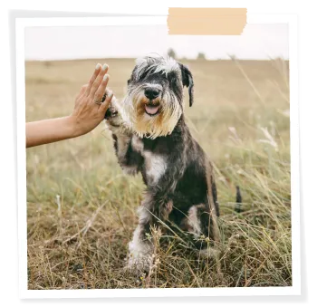 schnauzer dog high five trick