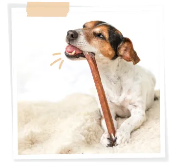 jack russell dog chewing natural treat