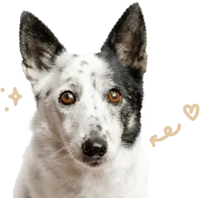 A white dog with black features.