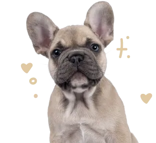 A light-brown French bulldog puppy.